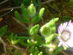 Drosanthemum hispifolium