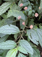 Lecanthus peduncularis