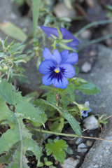Viola × wittrockiana