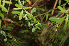 Pultenaea myrtoides