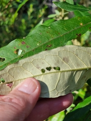 Astrotricha latifolia