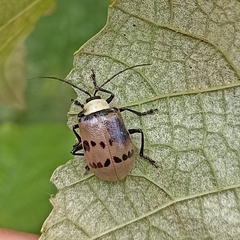 Meristata spilota