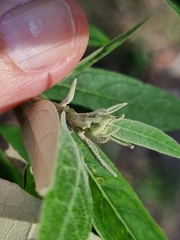 Astrotricha latifolia