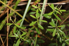 Pultenaea myrtoides