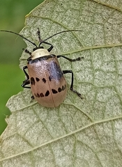 Meristata spilota