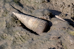 Telescopium telescopium