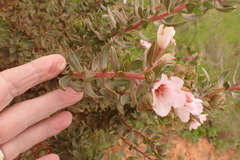 Lobostemon fruticosus