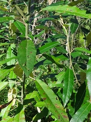 Astrotricha latifolia