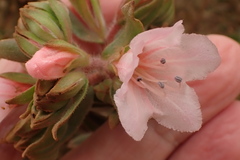 Lobostemon fruticosus