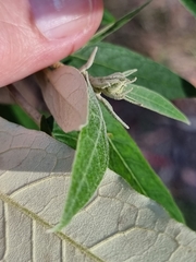 Astrotricha latifolia