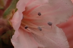 Lobostemon fruticosus