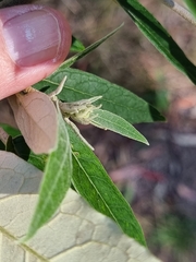 Astrotricha latifolia