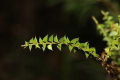 Acacia hubbardiana