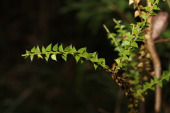 Acacia hubbardiana
