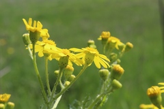 Senecio vernalis