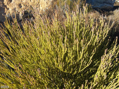 Leucadendron dubium
