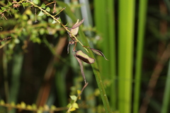 Acacia hubbardiana