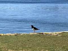 Haematopus longirostris
