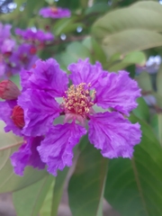 Lagerstroemia floribunda
