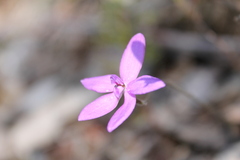 Glossodia minor