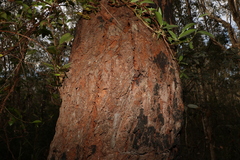Eucalyptus robusta