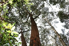 Eucalyptus robusta