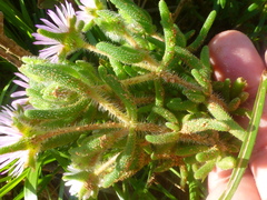 Drosanthemum hispifolium