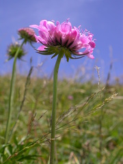 Scabiosa