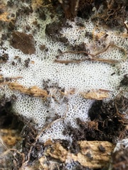 Trechispora hymenocystis