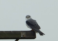 Elanus caeruleus caeruleus