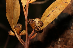 Eucalyptus robusta