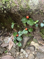 Geophila repens