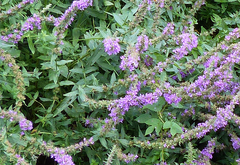 Lythrum salicaria