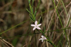 Philotheca queenslandica