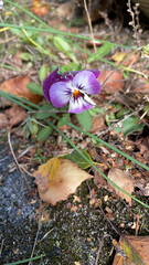 Viola × wittrockiana