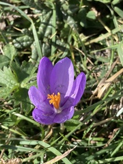 Crocus nudiflorus