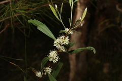 Hakea florulenta