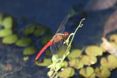 Rhodothemis lieftincki