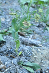 Bupleurum rotundifolium