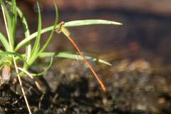 Ceriagrion aeruginosum