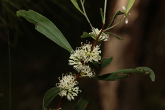 Hakea florulenta