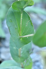 Bupleurum rotundifolium