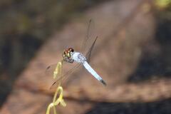 Brachydiplax denticauda