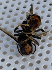 Vespa velutina nigrithorax