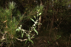 Hakea florulenta