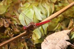 Rhodothemis lieftincki
