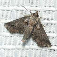 Paectes abrostolella