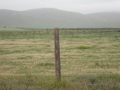 Anas undulata undulata