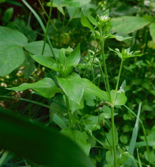 Stellaria media