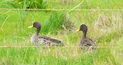 Anas undulata undulata